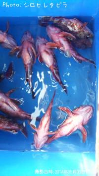 ���������ʥ������