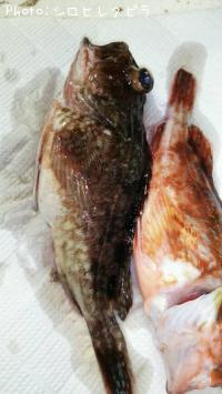 ���������ʥ������