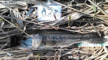 �֥�å��Х�