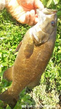 ¥¹¥â¡¼¥ë¥Þ¥¦¥¹¥Ð¥¹