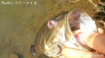 ¥¹¥â¡¼¥ë¥Þ¥¦¥¹¥Ð¥¹