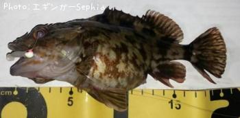 ���������ʥ������