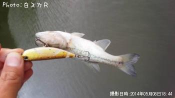 ¥é¡¼¥¸¥Þ¥¦¥¹¥Ð¥¹