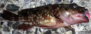 ���������ʥ������