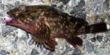 ¥«¥µ¥´¡¡¡Ê¥¬¥·¥é¡Ë