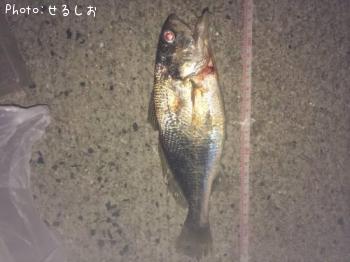 �ܥ餫�ʤ���