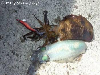 水烏賊