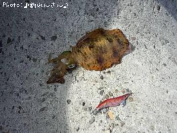 水烏賊
