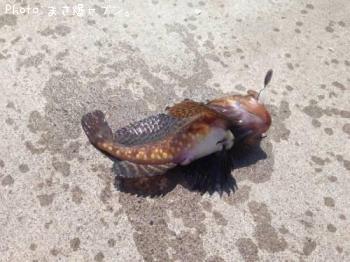 ¥Ù¥í¥«¥¸¥«