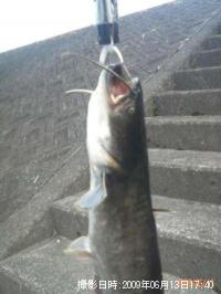 �ʥޥ����˥���