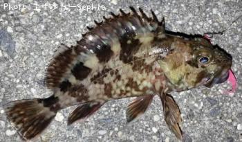 ¥«¥µ¥´¡¡¡Ê¥¬¥·¥é¡Ë