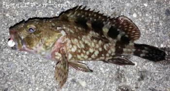 ¥«¥µ¥´¡¡¡Ê¥¬¥·¥é¡Ë