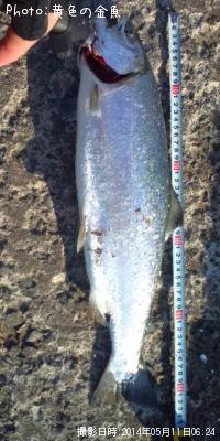 ¥µ¥¯¥é¥Þ¥¹