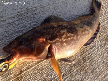 �����ʥ�