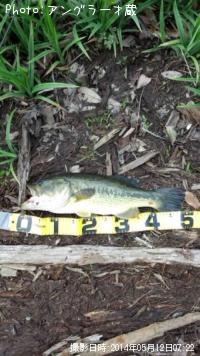 ¥Ö¥é¥Ã¥¯¥Ð¥¹