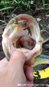 ¥Ö¥é¥Ã¥¯¥Ð¥¹