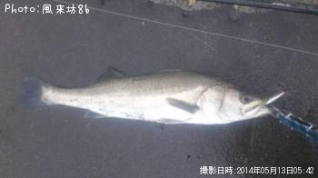 ¥µ¡¼¥Õ¥·¡¼¥Ð¥¹