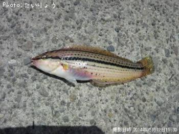 ���奦����٥�