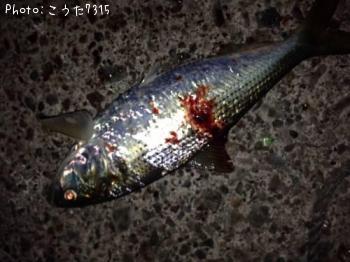 ¤¤¤Ê¤Ã¤³¡©