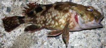 ¥«¥µ¥´¡¡¡Ê¥¬¥·¥é¡Ë