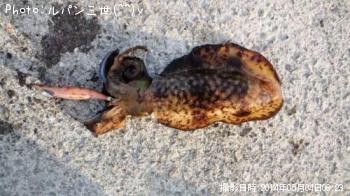 �����ꥤ��