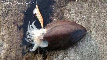 ¥â¥ó¥´¥¦¥¤¥«