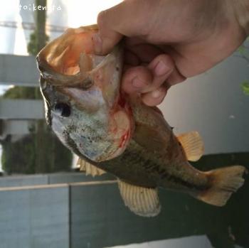 �֥�å��Х�