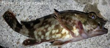 ���������ʥ������