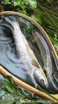 �֥饦��ȥ饦��