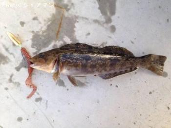 �����ʥ�