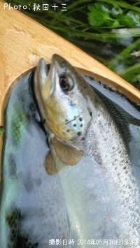 �֥饦��ȥ饦��