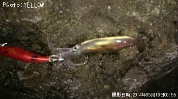 ¥±¥ó¥µ¥¥¤¥«