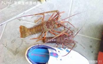 ������Ϸ