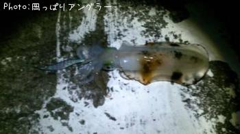 �����ꥤ��