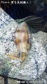 ¥¢¥ª¥ê¥¤¥«