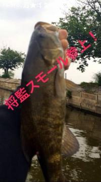 ���⡼��ޥ����Х�