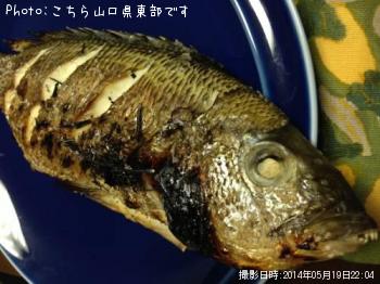 ���С����̡���������Х�