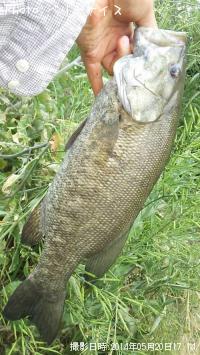 ���⡼��ޥ����Х�