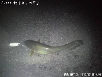 �ʤޤ�