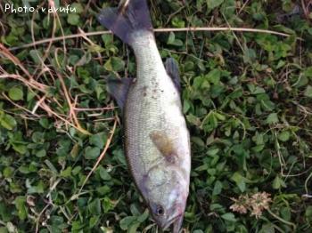 ¥Ö¥é¥Ã¥¯¥Ð¥¹