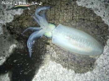 水烏賊