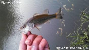 ¥Ö¥é¥Ã¥¯¥Ð¥¹