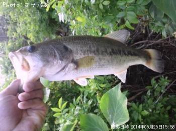 �֥�å��Х�