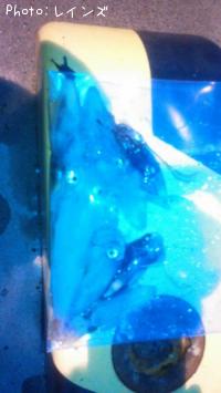 ¥Ò¥¤¥«¡õ¥ä¥ê¥¤¥«