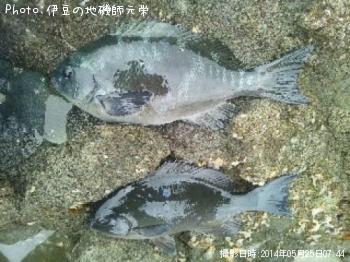 �����᥸��