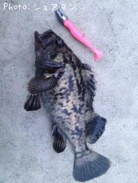 �٥å�������