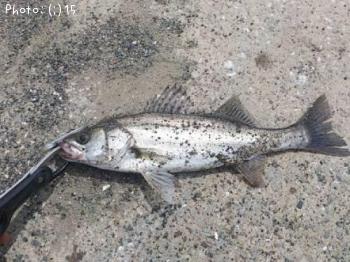 �����Ф�