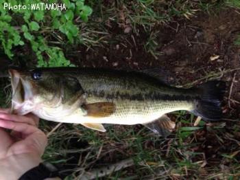 ¥Ö¥é¥Ã¥¯¥Ð¥¹