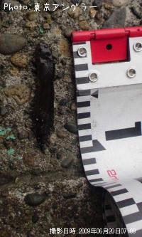 ¥Ï¥¼¤Ý¤¤üò