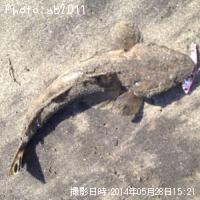 �ޥ����פ�